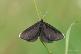 <p>ČERNOKŘÍDLEC SMUTEČNÍ (Odezia atrata) –--- /Chimney sweeper – Schwarzspanner/</p>